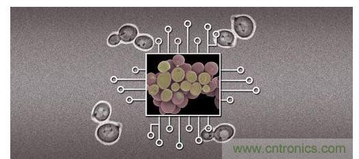 酵母菌(中)就像電子組件般的互連在一起，只不過這些細胞并非透過電線交流，而是經(jīng)由僅能以適當接受器注入細胞的化學藥物進行互動。