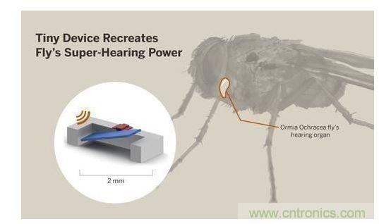 顯示研究人員們經(jīng)由這種寄生蠅的聲音處理機(jī)制啟發(fā)，開發(fā)出一款低功耗的麥克風(fēng)組件。