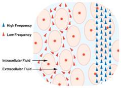 圖1.人體組織的電導(dǎo)率  因此，按照如上初步近似思路，模擬人體行為的電子電路可以建模如下：電阻Ri（細(xì)胞內(nèi)電阻）與電容（細(xì)胞膜電容）串聯(lián)，二者與另一個電阻Re（細(xì)胞外電阻）并聯(lián)，如圖2所示2。人體的阻抗范圍在1 kHz左右的低頻時為10 kΩ至1 MΩ，在1 MHz左右的高頻時為1 kΩ至100 Ω。
